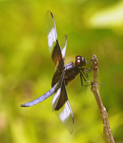 Male
2014_07_01_Chattooga
